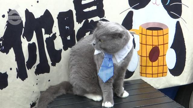 这里！昆明的这杯“咖啡”真不错CQ9电子65万+游客都来了(图22)